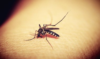 Bebé de nueve meses es el primer caso de chikungunya en Cochabamba