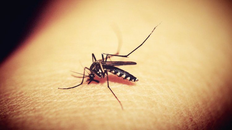 Bebé de nueve meses es el primer caso de chikungunya en Cochabamba