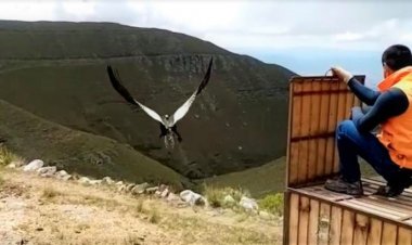 Cóndor Imaybé, fue liberado tras rehabilitación de casi 3 años