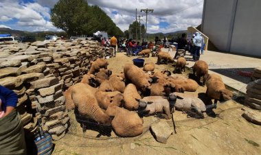 Plan Internacional financia proyecto productivo para el municipio de Villa Charcas