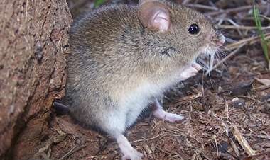 Muere un hombre en el norte de La Paz por arenavirus; alertan de otros posibles casos