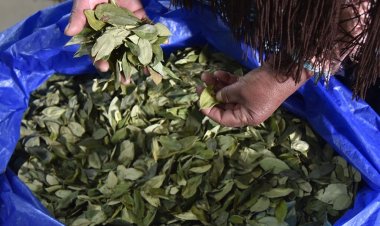 Andrónico no descarta que se pueda abrir un debate para que cocaleros paguen impuesto