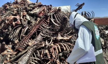 SENASAG clausura predios donde se faenaba carne de caballo y burro