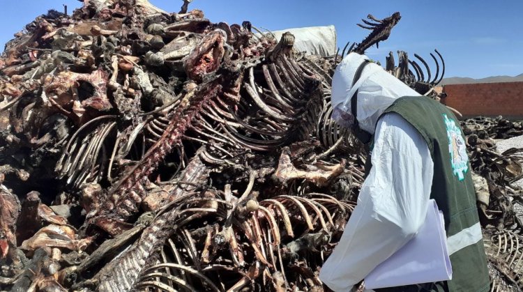 SENASAG clausura predios donde se faenaba carne de caballo y burro