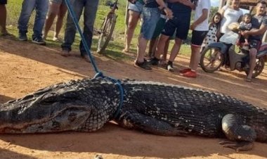 Medio Ambiente y Gobernación procesarán a quienes mataron a caimán negro