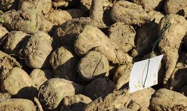 Primicia mundial en Francia: un avión vuela con biocombustible de remolacha azucarera