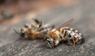 Se mueren las abejas en Santa Cruz y golpea la economía de apicultores