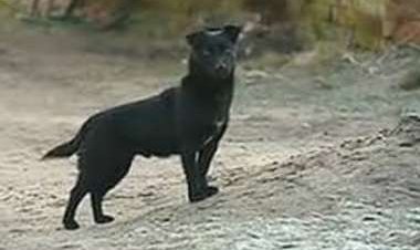 Niña se salva de ser raptada gracias a su perro