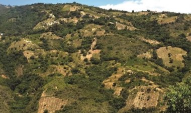 Bolivia sube producción potencial de cocaína en 44%, según informe de EEUU