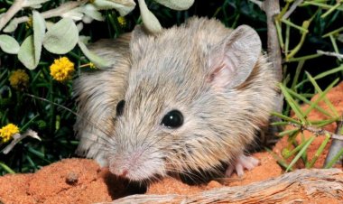 Una especie de ratón ‘resucita’ 150 años después de su extinción