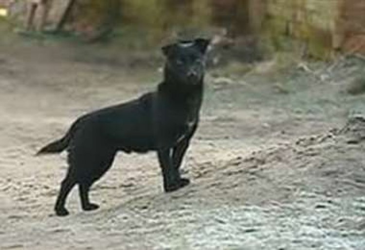 Niña se salva de ser raptada gracias a su perro