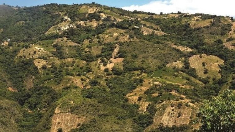 Bolivia sube producción potencial de cocaína en 44%, según informe de EEUU