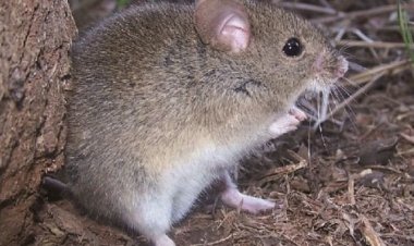 En Teoponte detectan dos casos de arenavirus y hay cinco sospechosos