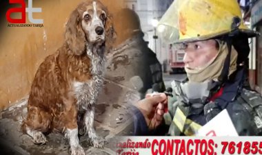 “Coty” El perrito salvado de morir en el incendio frente al mercado central de Tarija