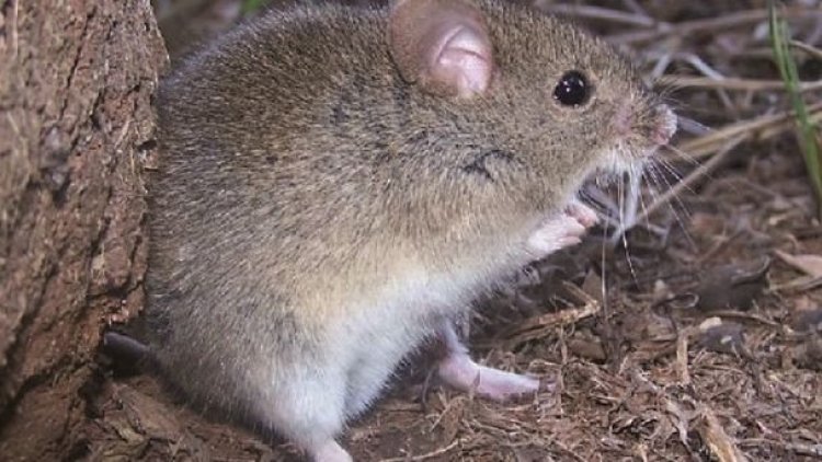 En Teoponte detectan dos casos de arenavirus y hay cinco sospechosos
