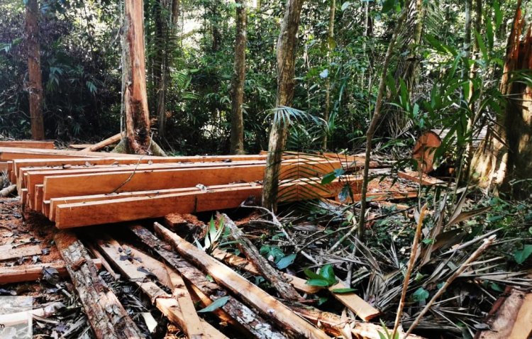 NAVALES DECOMISAN 3.500 PIES DE MADERA ASERRADA