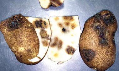 Hallan virus “temidos” en papas silvestres de Cochabamba y dos departamentos