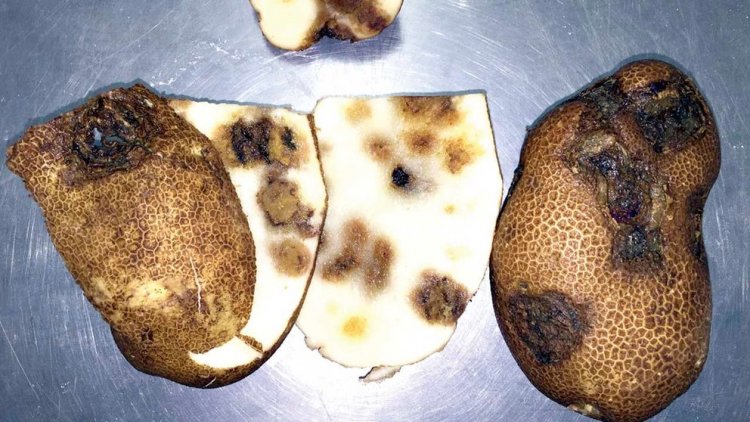 Hallan virus “temidos” en papas silvestres de Cochabamba y dos departamentos