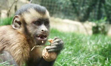 Monos afectados por incendios forestales en Santa Cruz serán trasladados a Tarija