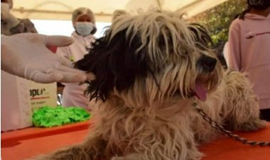 Inició la vacunación contra la rabia canina y felina  en la ciudad de Tarija