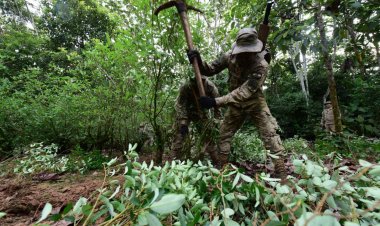 El Gobierno apunta a la ‘estabilización’ de los cultivos de coca en 22.000 hectáreas