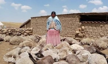 Nuevo ataque de perros al ganado de Milluni; pérdidas suman más de 100 mil bolivianos