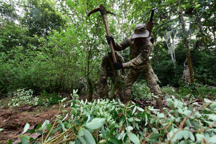 El Gobierno apunta a la ‘estabilización’ de los cultivos de coca en 22.000 hectáreas