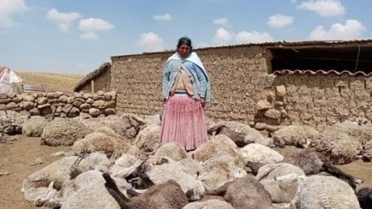 Nuevo ataque de perros al ganado de Milluni; pérdidas suman más de 100 mil bolivianos