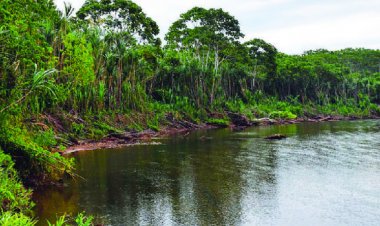 ONU ve irregularidades en proyecto de carretera en el Tipnis