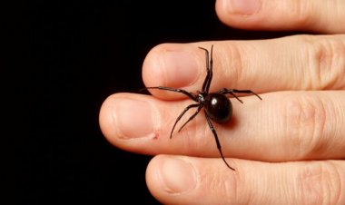 ¿Cómo reconocer una araña viuda negra y qué hacer en caso de una picadura?