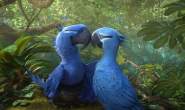 Nace un Guacamayo azul que salva a su especie oficialmente declarada extinta