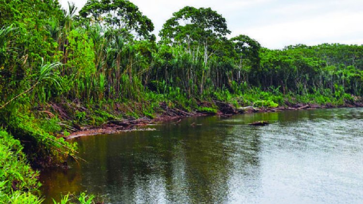 ONU ve irregularidades en proyecto de carretera en el Tipnis