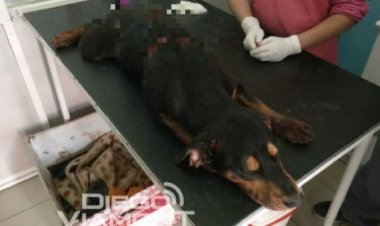 Atacan a machetazos a un perro, que no resistió y fue sometido a eutanasia