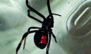 Una niña de 7 años sufre la picadura de una viuda negra en una comunidad de Potosí