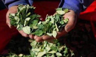 “¿Usted consume coca de los Yungas o del Chapare?”: La pregunta que plantean para la boleta censal