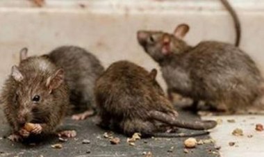 Sedes La Paz detecta tres casos de hantavirus y emite alerta sanitaria