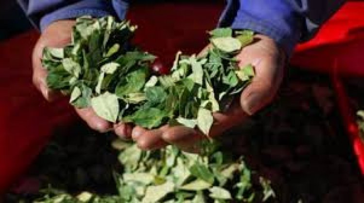 “¿Usted consume coca de los Yungas o del Chapare?”: La pregunta que plantean para la boleta censal