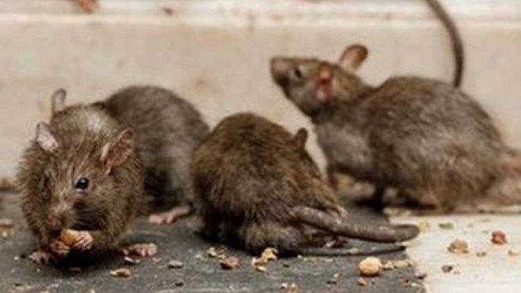 Sedes La Paz detecta tres casos de hantavirus y emite alerta sanitaria
