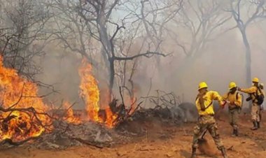 Propuesta de ley agrava la pena de cárcel por biocidio e incendio en áreas protegidas