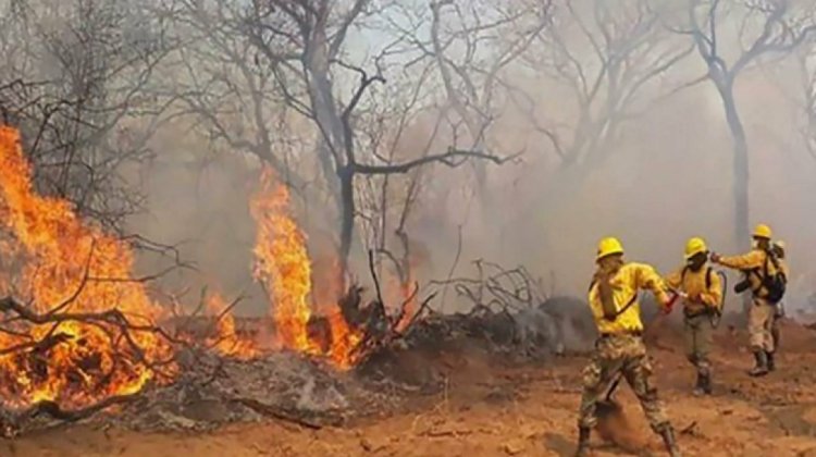 Propuesta de ley agrava la pena de cárcel por biocidio e incendio en áreas protegidas