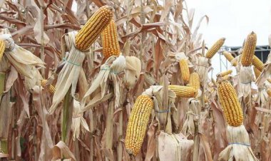 Emapa limita entrega de maíz a solo 1.100 de 3.000 productores a escala nacional, según avicultores