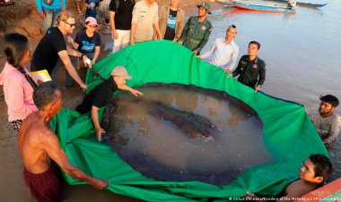 Descubren el pez de agua dulce más grande.