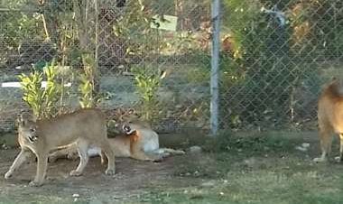 Rescatarán tres pumas y aves silvestres en cautiverio en la hacienda de Misael Nallar
