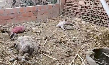 Tomatitas Norte: Perros pitbull atacaron y mataron a ovejas y chanchos en su corral