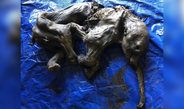 Descubren cría de mamut con más de 30 mil años de antigüedad