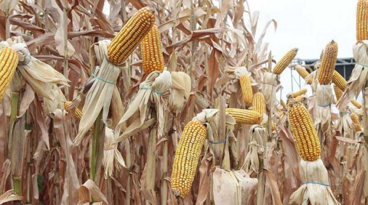 Emapa limita entrega de maíz a solo 1.100 de 3.000 productores a escala nacional, según avicultores