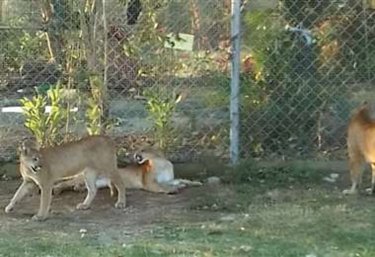 Rescatarán tres pumas y aves silvestres en cautiverio en la hacienda de Misael Nallar