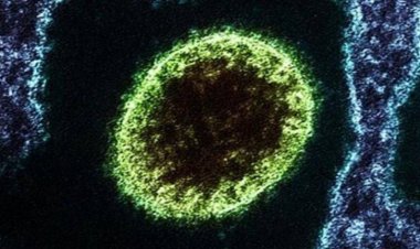 Detectan en China 35 casos en humanos de un nuevo virus de origen animal