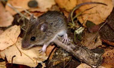 Sedes confirma tres casos de hantavirus en Santa Cruz