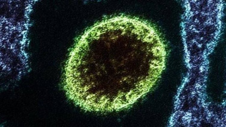 Detectan en China 35 casos en humanos de un nuevo virus de origen animal